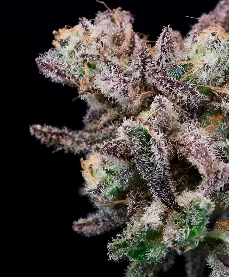 Iced Sangria - Seedling