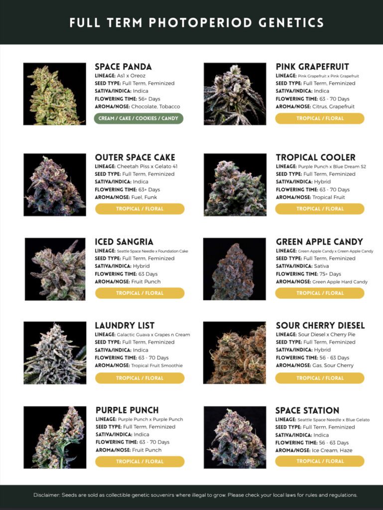 cannabis seed catalog page 6