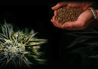 2024 Cannabis Seed Market Overview