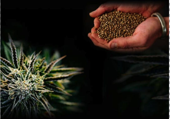 2024 Cannabis Seed Market Overview