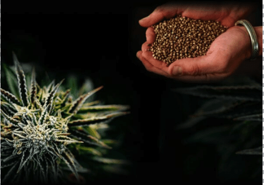 2024 Cannabis Seed Market Overview