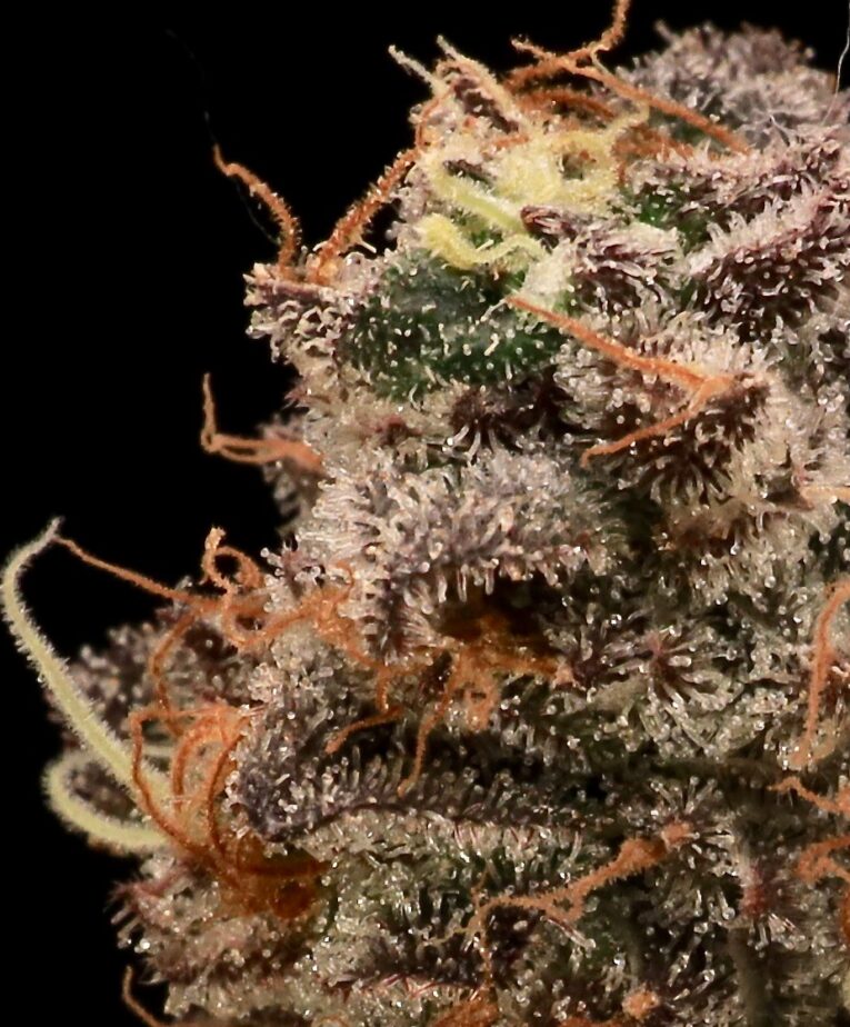 Sour Cherry Diesel - Seedling