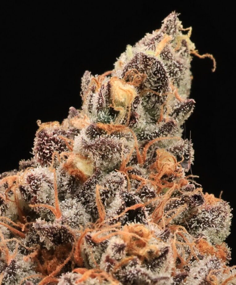 The Pandalorian - Seedling