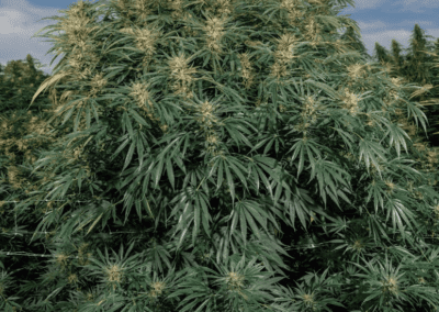 Blue Dream Cannabis Seed Genetics