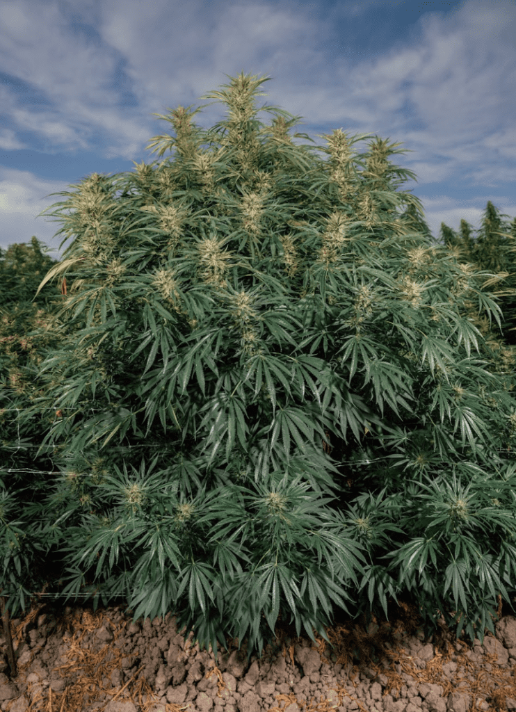 Blue Dream photoperiod outdoor grow, Sebastopol CA 2023