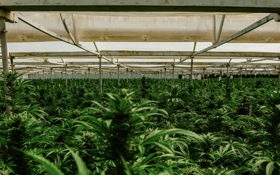 Ultimate Indoor Cannabis Grow Guide