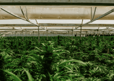 Ultimate Indoor Cannabis Grow Guide