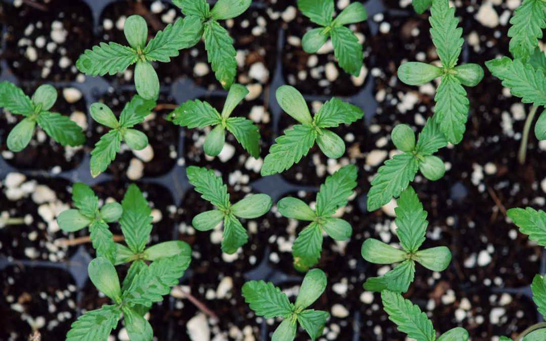 Beginner’s Cannabis Home Grow Guide