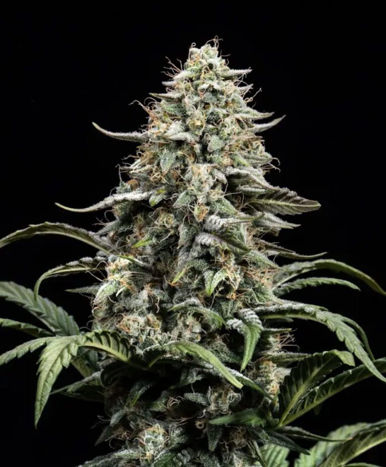 Blue Dream Full Term - Seedling