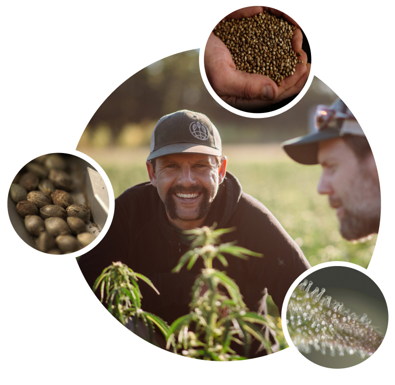 Atlas Seed - Cannabis Seed Breeders and Producers