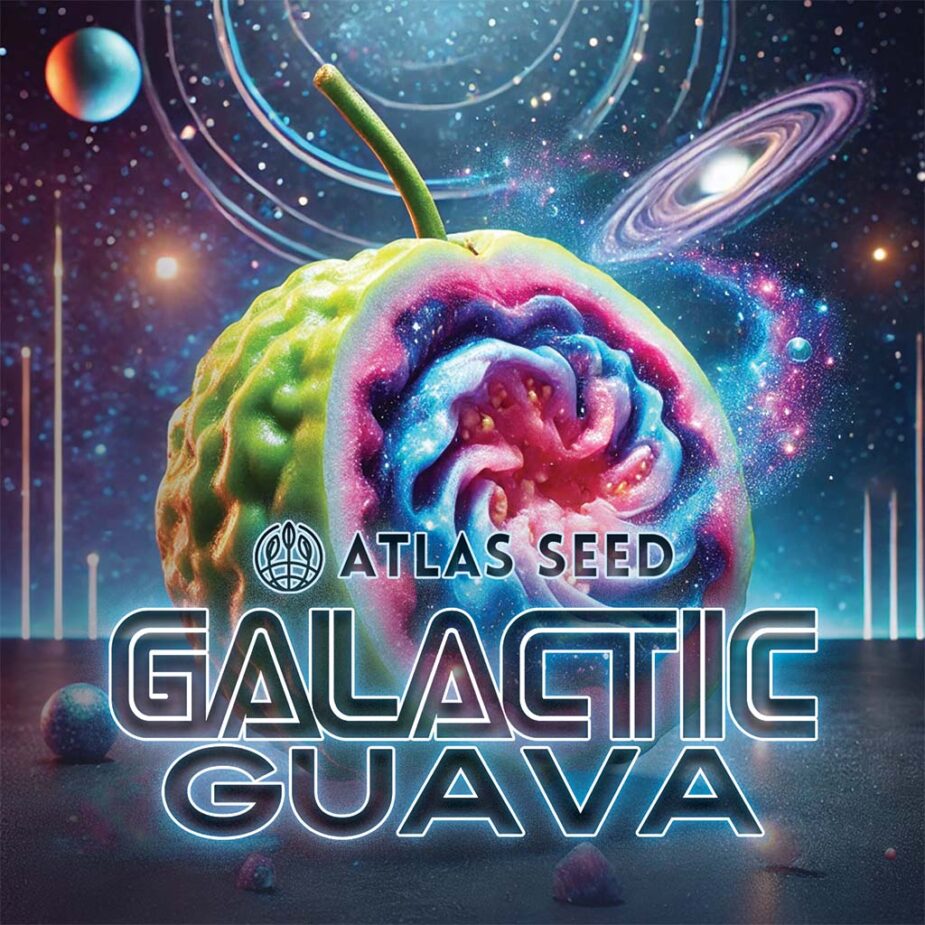 Galactic Guava - Seed Pack - Image 3