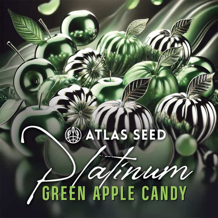 Platinum Green Apple Candy - Seed Pack - Image 3