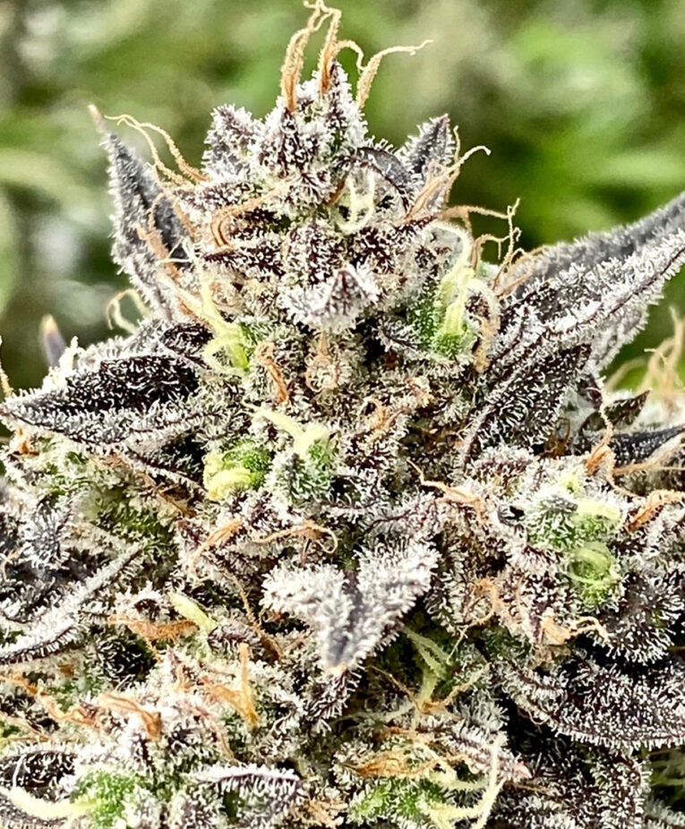 Whale Breath - Seedling