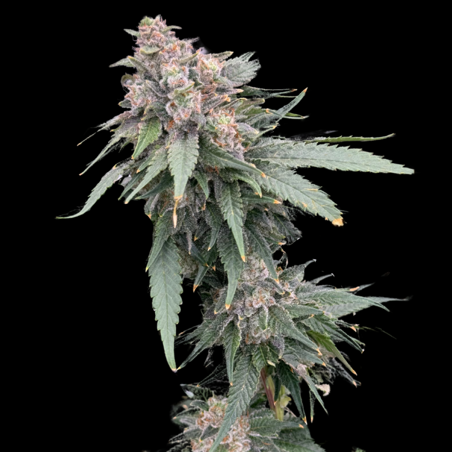 Galactic Guava - Seed Pack