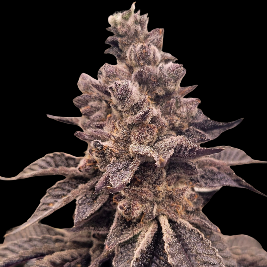 Gorilla Apple Candy - Seed Pack