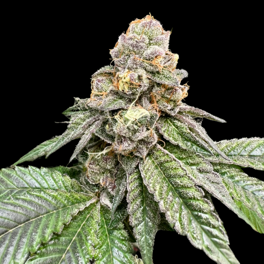 Gorilla Burger - Seed Pack