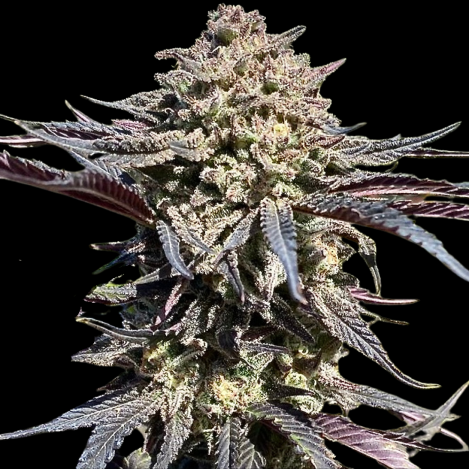 Super Banana Runtz - Seed Pack