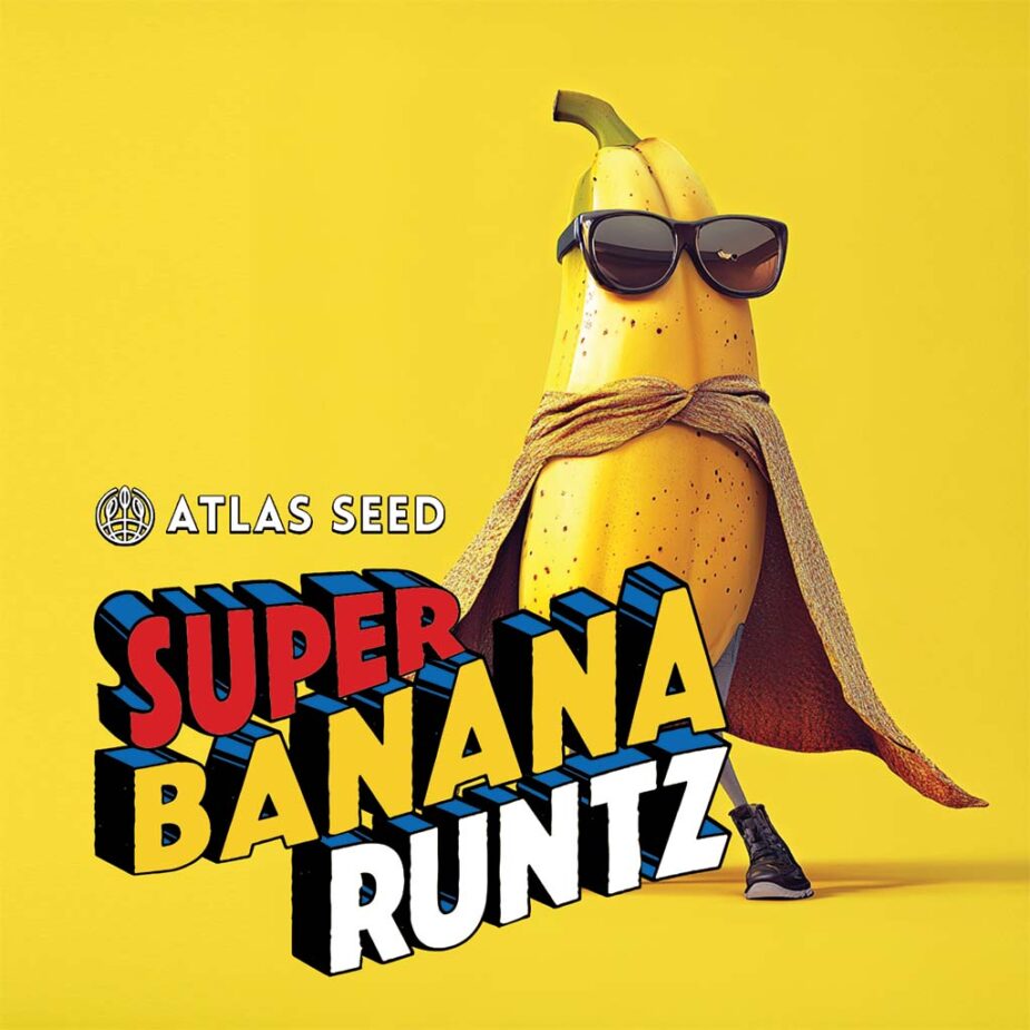 Super Banana Runtz - Seed Pack - Image 3
