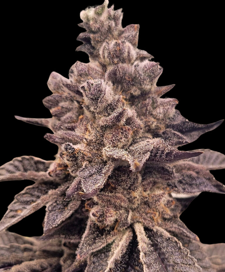 Gorilla Apple Candy - Seed Pack