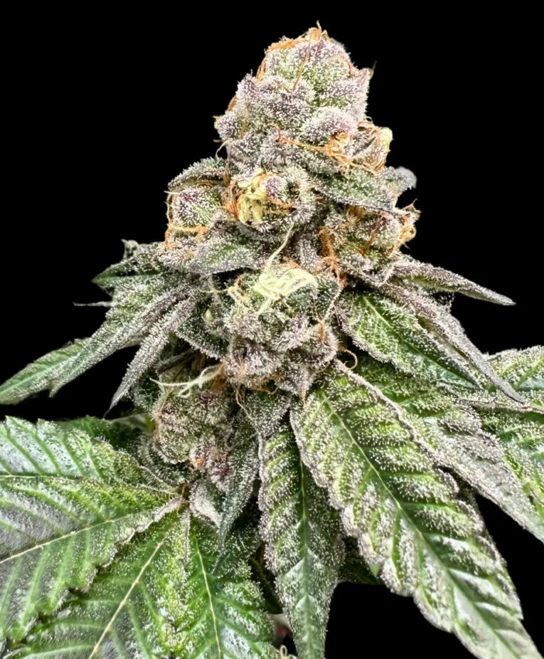 Gorilla Burger - Seed Pack