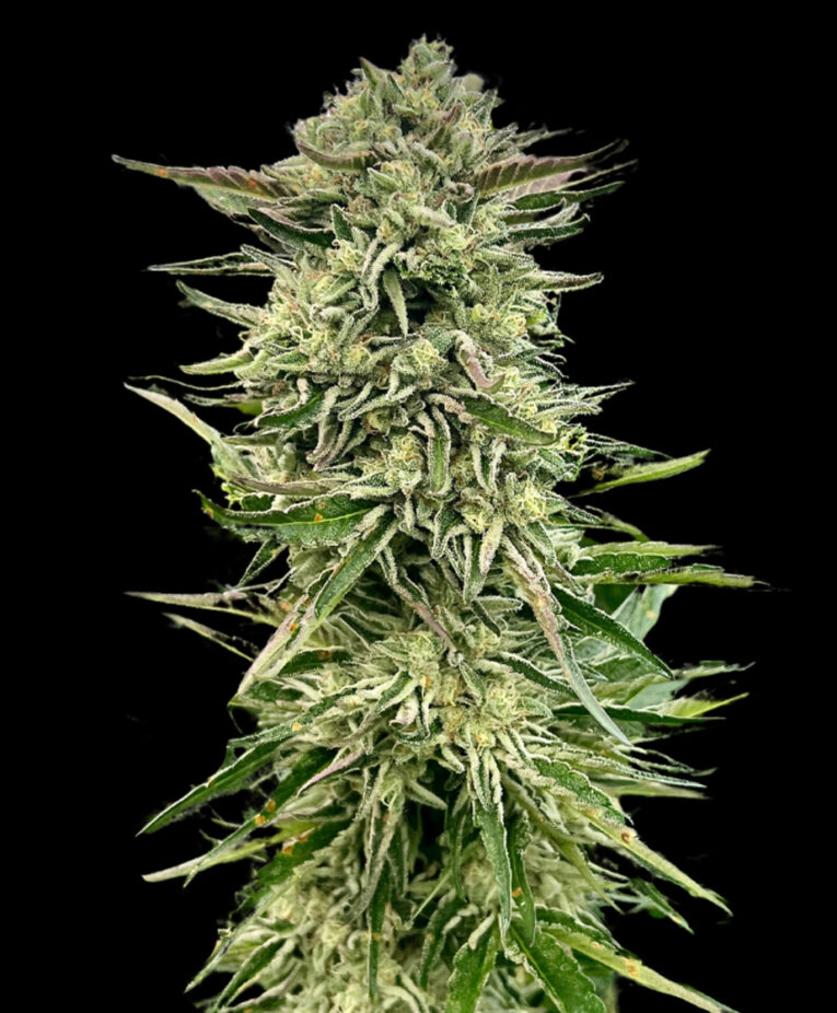 Gorilla Guava - Seed Pack