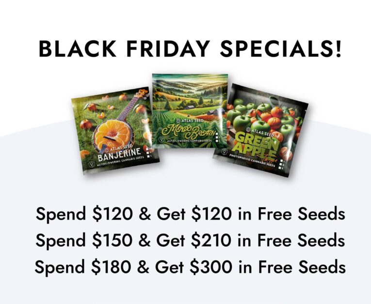 Black Friday Free Seed Promo